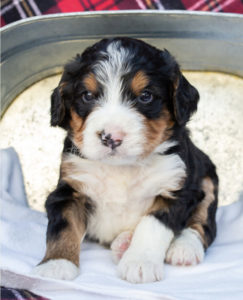 Standard Bernedoodle Puppy