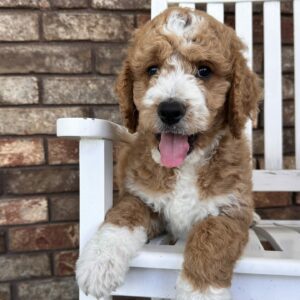 standard goldendoodle puppy- Abbi and Harry