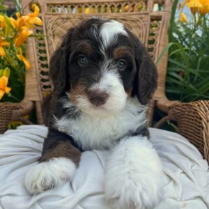 Micro Bernedoodle Puppy