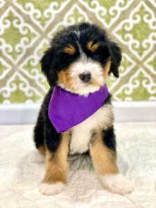 Tri-color Mini Bernedoodle Puppy