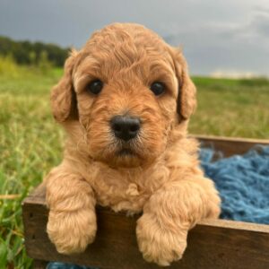 Micro Goldendoodle Puppy - Madi and Grant litter