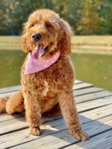 Taylor, Goldendoodle, next to our farm pond where the enjoys swimming as an exercise!