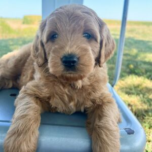 traits of goldendoodles